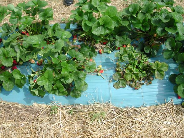 A strawberry plant severely damaged and stunted by tarsonemid mite infestation